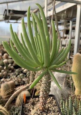 1715.jpg (128.95 KiB) 20423 mal betrachtet Tylecodon rubrovenosus