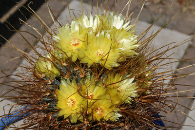 2019 03 März 2019 Leuchtenbergia principis Egon Scherer.jpg