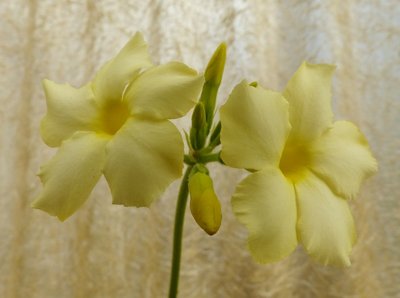 Pachypodium enigmaticum, Blüte (800x595).jpg