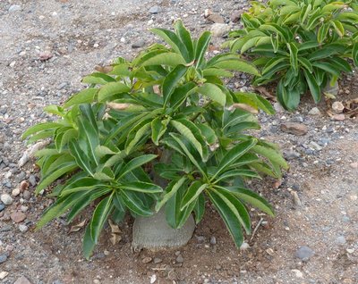 Pachypodium decaryi (800x636).jpg