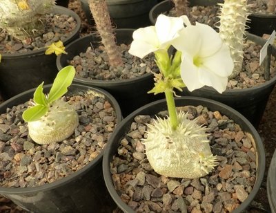 Pachypodium rosul. ssp makayense (800x600).jpg