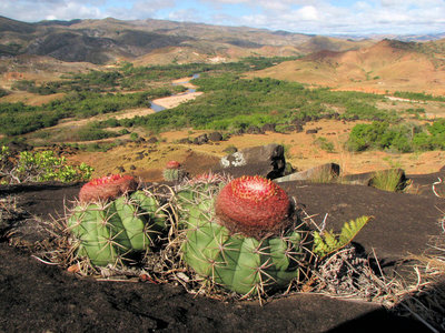 2019 04 April Melocactus neryi - Luciano Murad.jpg