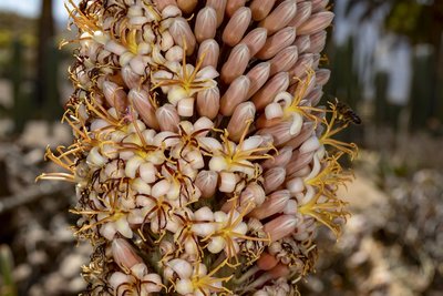 Aloe suzannae Blüte 1 (800x533).jpg