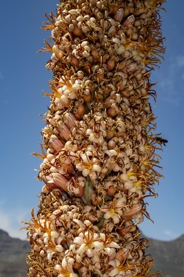 Aloe suzannae, Blüte 2 (533x800).jpg