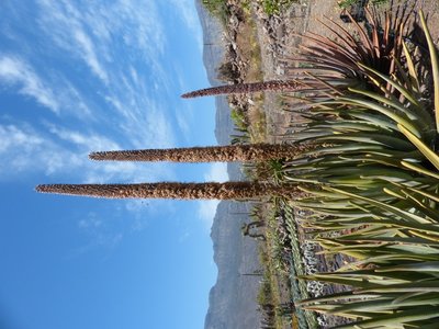 Aloe suzannae (600x800).jpg