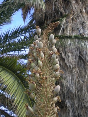 Aloe suzannae fruits 2 (600x800).jpg