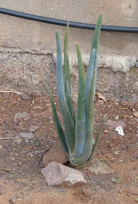 Aloe suzannae, 3-jährig (540x800).jpg