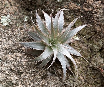 Dyckia floribunda RB3448a - Camino del Cuadrado, Cadonga, Cordoba 1088m