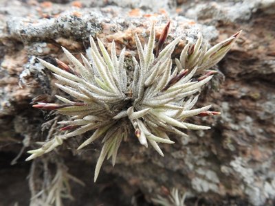 Tillandsia bryoides RB3417a - westl. Tanti, Cordoba 946m