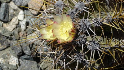 Copiapoa solaris mit zwei gelben Blüten