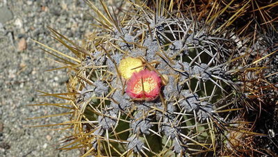 Copiapoa solaris mit gelber und roter Blüte