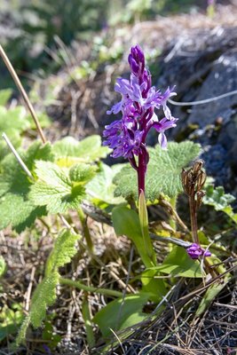 Kanarisches Knabenkraut_Orchis_canariensis_8CR7651 (533x800).jpg