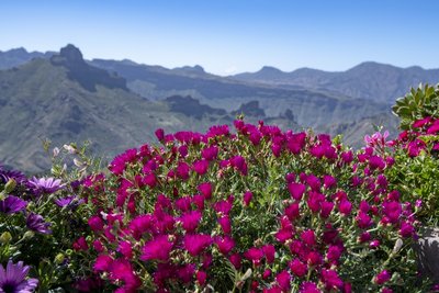 Lampranthus spec. rot (800x533).jpg