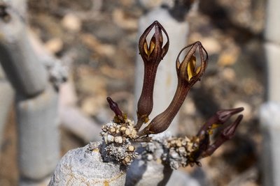 Ceropegia Blüten 1 (800x533).jpg