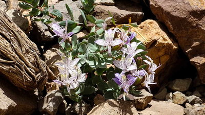 Alstroemeria