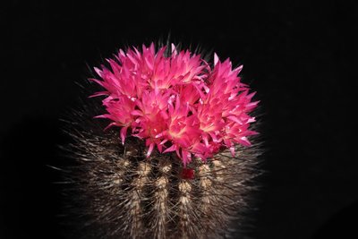 Neoporteria_villosa_190414_9247.jpg