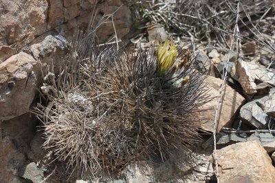 Eriosyce paucicostata (?)