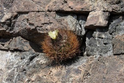 Cop08_180_11309-a.jpg (217.73 KiB) 14763 mal betrachtet Eriosyce paucicostata (?)