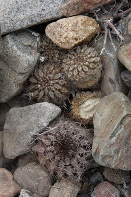 Cop08_181_11023-a.jpg (503.54 KiB) 14773 mal betrachtet Eriosyce taltalensis (?)