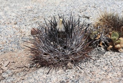 Cop08_258_3827-a.jpg (272.01 KiB) 14407 mal betrachtet Eriosyce spec.