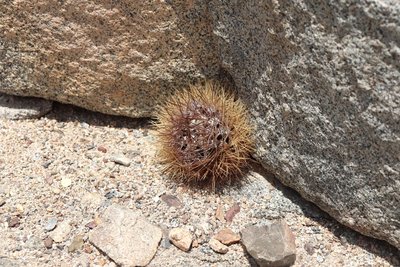 Cop08_259_3839-a.jpg (295.21 KiB) 14407 mal betrachtet Eriosyce paucisostata (?)