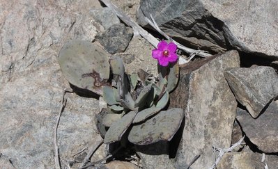 Calandrinia spec.