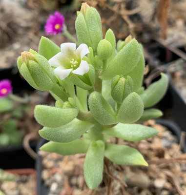 3430.jpg (115.01 KiB) 20148 mal betrachtet Tylecodon racemosus