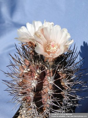 Eriosyce taltalensis ssp. paucicostata FR521 2010 Juni21 035_klein.jpg