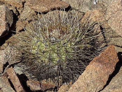 Copiapoa desertorum ? nahe Rta. 5