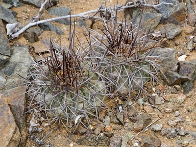 Copiapoa taltalensis ? vor Esmeralda