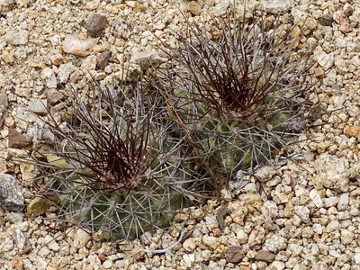 Copiapoa taltalensis ? Quebrada San Ramon