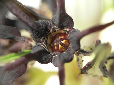 Brachystelma bracteolatum 4.JPG