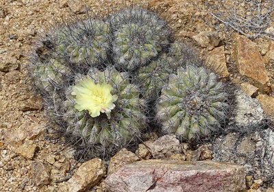 Copiapoa grandiflora