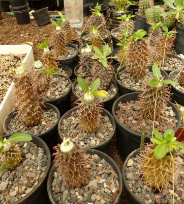 Pachypodium brevicaule gepropft (723x800).jpg