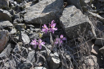 Cop17_030_09558_a.jpg