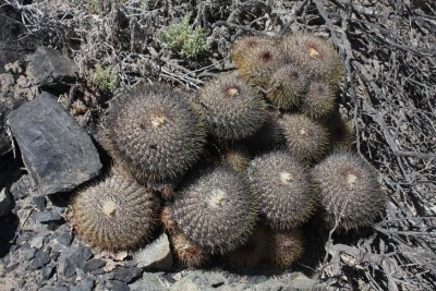 Cop18_010_09607.jpg