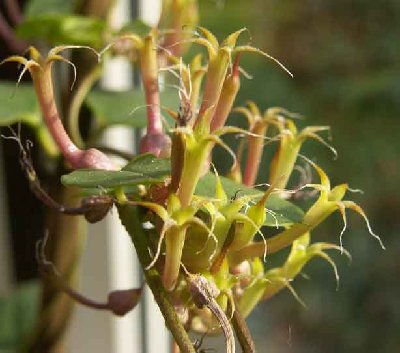 Ceopegia--multiflorum-a.jpg