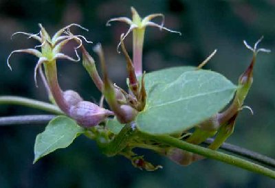 Ceopegia--multiflorum1.jpg