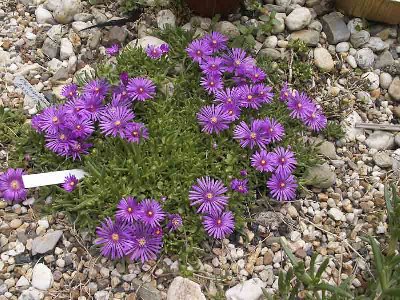Delosperma deleeuwiae-3121.jpg (128.81 KiB) 5238 mal betrachtet Delosperma deleeuwiae -hat den Winter am besten überstanden