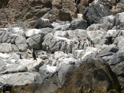 Cop20_002_09920_Gerald_P1040889-a.jpg (198.83 KiB) 14312 mal betrachtet Bild: Gerald Drösel
