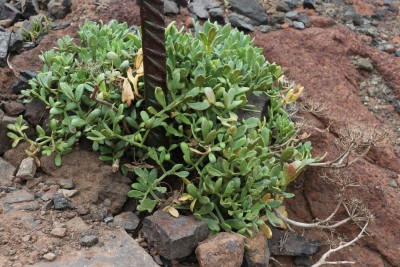 IMG_4386.JPG (214.15 KiB) 22944 mal betrachtet etwas sukkulente Blätter und vertrocknete Blütenstände