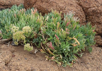 IMG_4437.JPG (244.23 KiB) 21384 mal betrachtet vermutlich die gleiche Art, anderer Standort