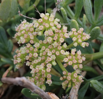 Blüten aus der Nähe