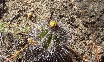 Copiapoa marginata