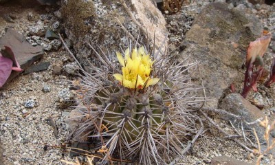 Copiapoa marginata