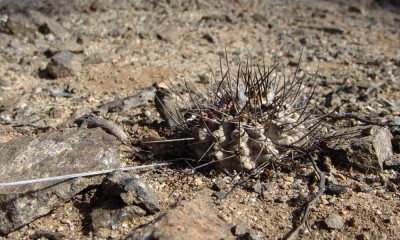 Copiapoa leonensis