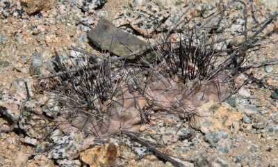 Copiapoa leonensis