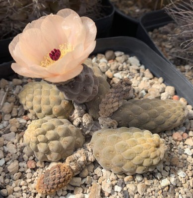 Pterocactus 4976.jpg