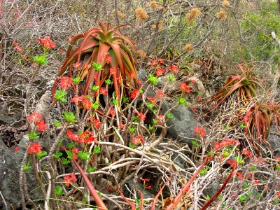 Pachypodium baronii v. windsorii 1 (800x600).jpg