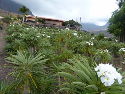 Pachypodium lamerei 1, Feld (800x600).jpg